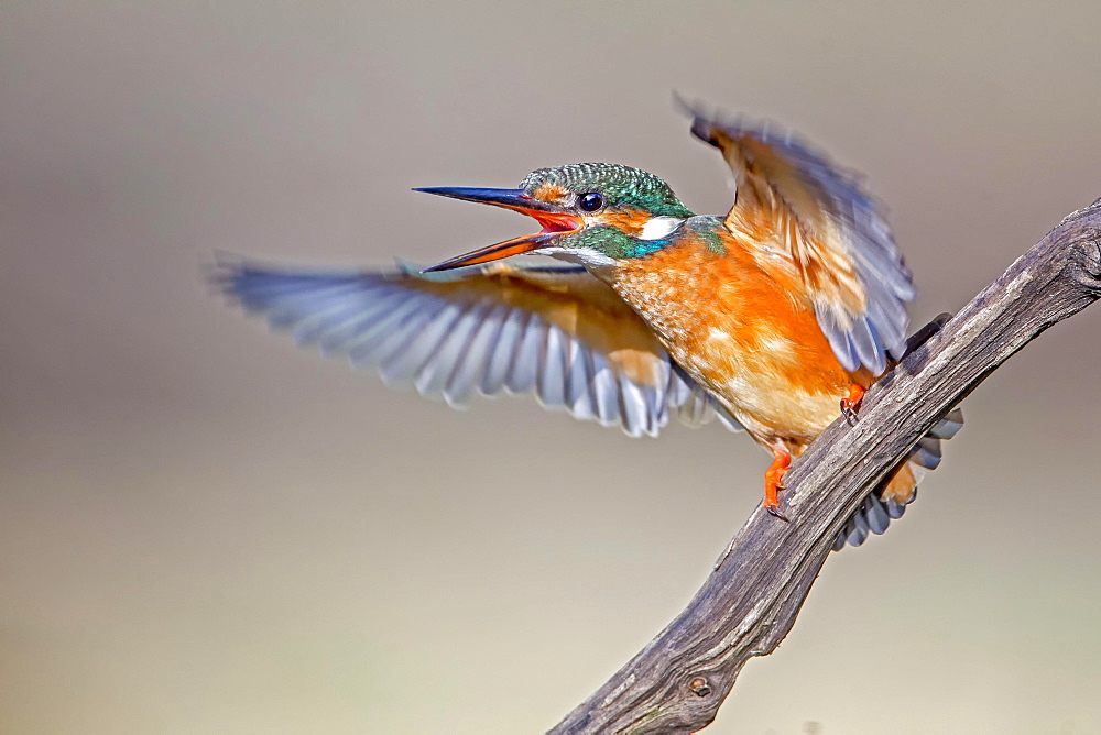 Eurasian kingfisher (Alcedo atthis) flapping wings excitedly, female, Middle Elbe Biosphere Reserve, Saxony-Anhalt, Germany, Europe