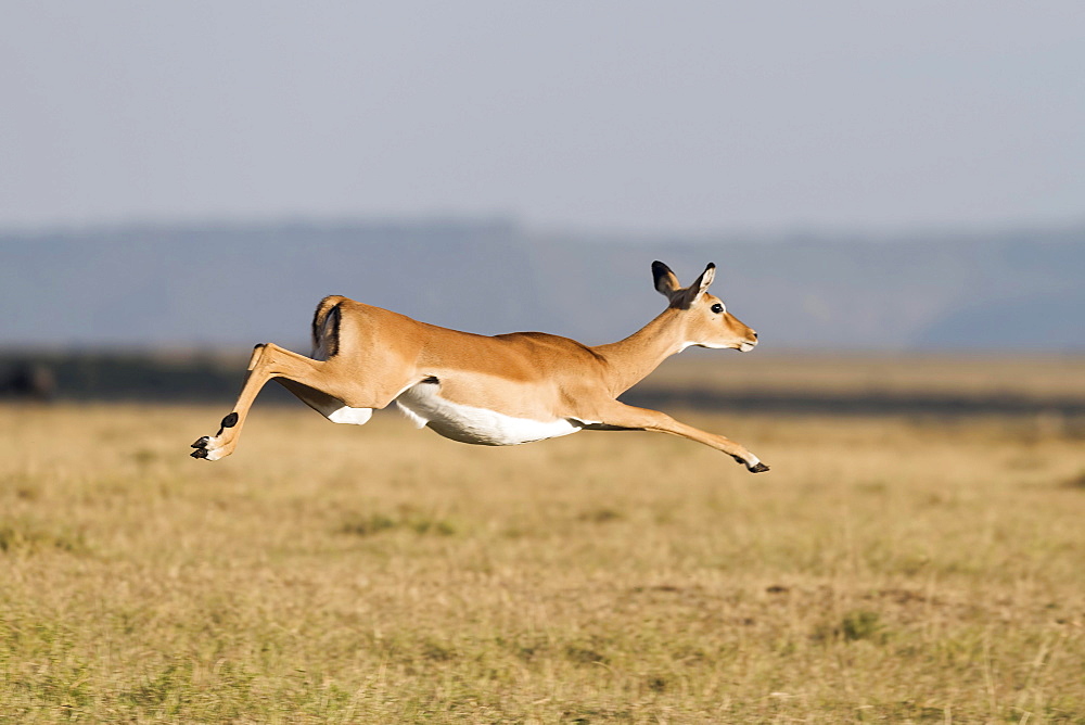 Fleeing, jumping Impala (Aepyceros melampus), Maasai Mara National Reserve, Narok County, Kenya, Africa