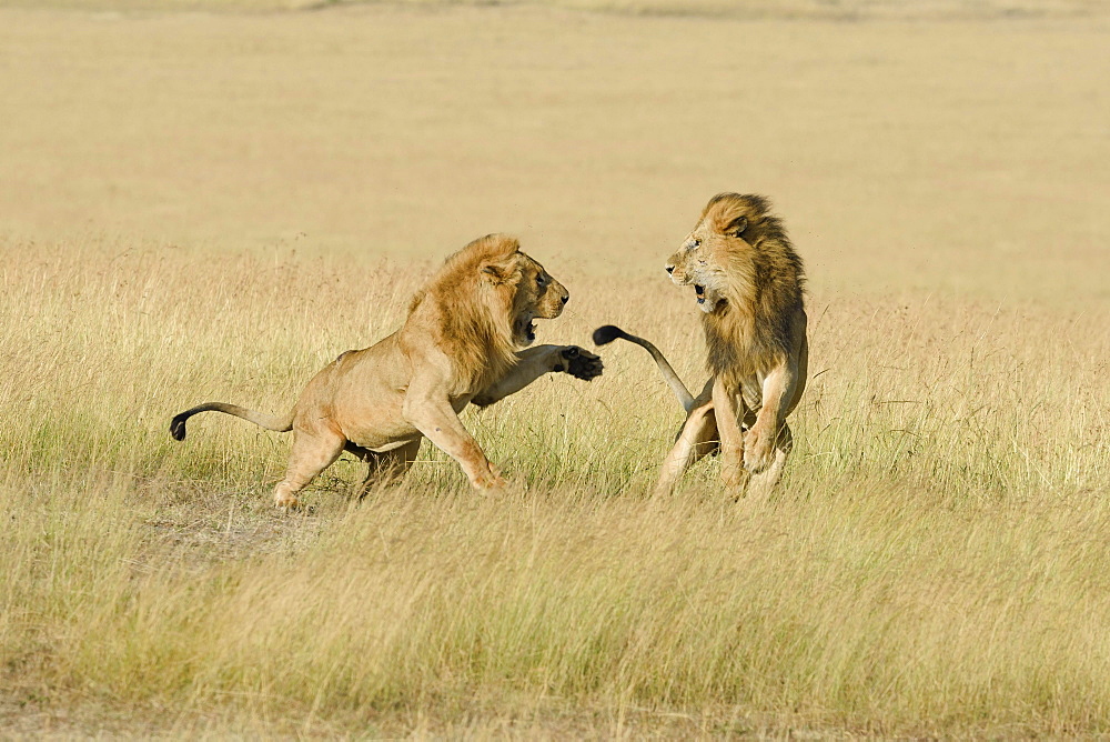 Two male lions (Panthera leo), son and father fighting for dominance, Masai Mara, Narok County, Kenya, Africa