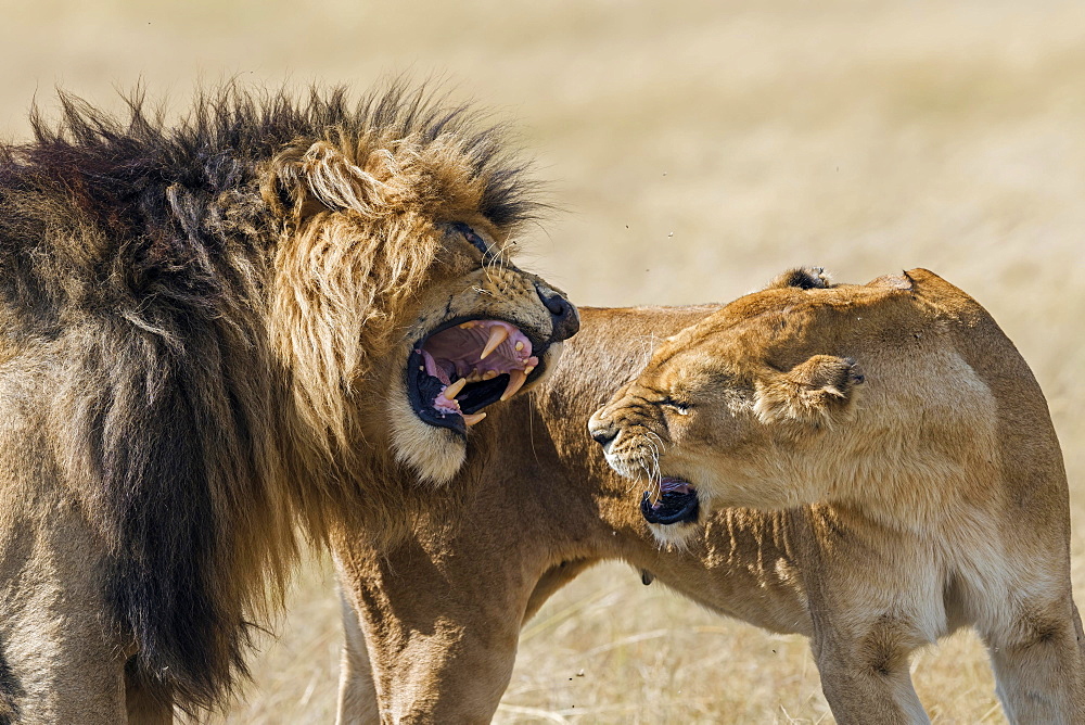 Lions (Panthera leo), foreplay during mating, Masai Mara, Narok County, Kenya, Africa