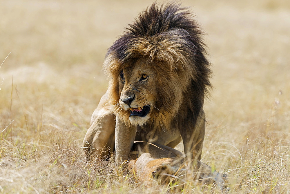 Lions (Panthera leo) mating, Masai Mara, Narok County, Kenya, Africa