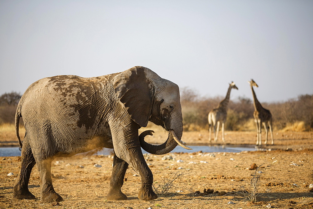 African Elephant (Loxodonta africana) young animal at a dust bath, in the backtwo giraffes (Giraffa camelopardalis), waterhole, Etosha National Park, Namibia, Africa