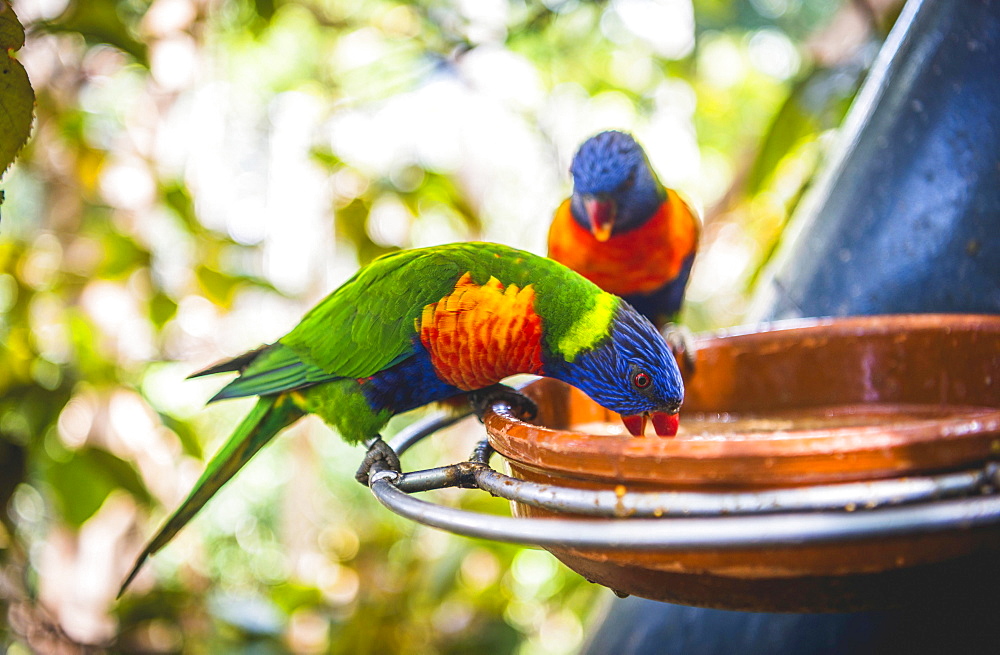 Swainson's Lorikeet (Trichoglossus haematodus moluccanus) eat from bowl, also Allfarblori, Wedge-tailed Lory, Blue-cheeked Lory, Broad-banded Lory, Rainbow-Lori, captive, occurrence Australia