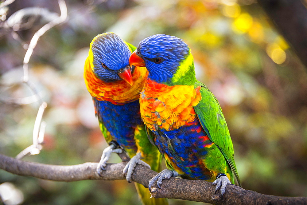 Pair, two, Swainson's Lorikeet (Trichoglossus haematodus moluccanus) sit on branch and beak, also allfarblori, wedge-tailed lory, blue-cheeked lory, broad-banded lori, rainbow lori, captive, occurrence Australia