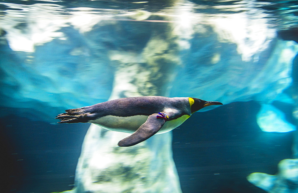 King penguin (Aptenodytes patagonicus) dives, swims underwater, underwater photo, penguinarium planet Penguin, Loro Parque, Tenerife Zoo, Puerto de la Cruz, Tenerife, Canary Islands, Spain, Europe