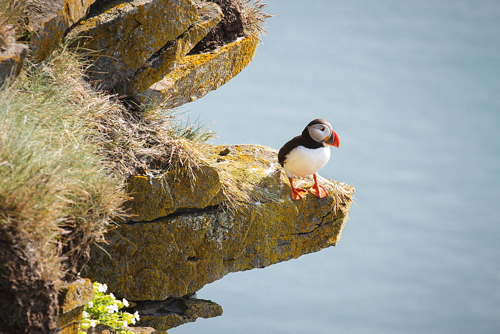 Atlantic puffin (Fratercula arctica) sitting on a ledge, cliff, L�trabjarg, Westfjords, Iceland, Europe