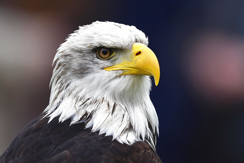 Bald Eagle (Haliaeetus leucocephalus), Bavaria, Germany, Europe