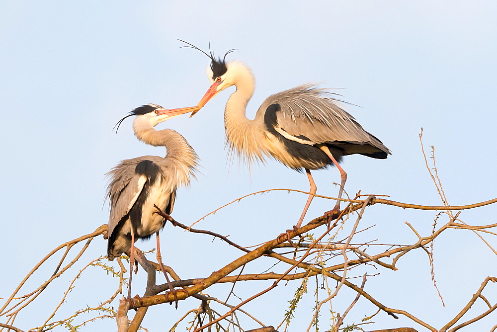 Grey Heron (Ardea cinerea) pair on tree, Hesse, Germany, Europe