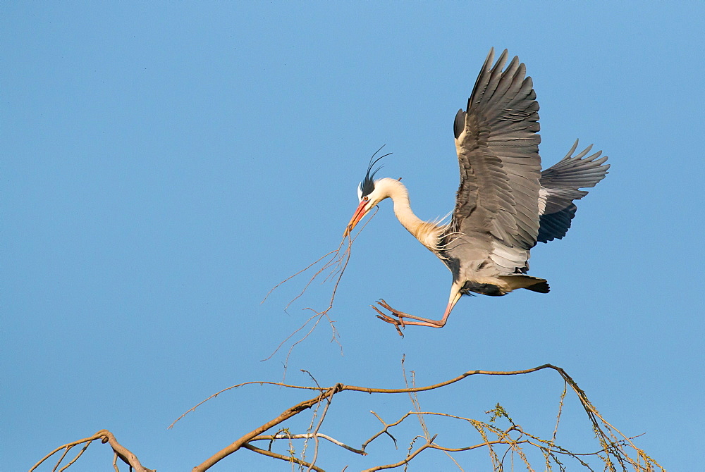 Grey Heron (Ardea cinerea) with nesting material approaching a tree, Hesse, Germany, Europe