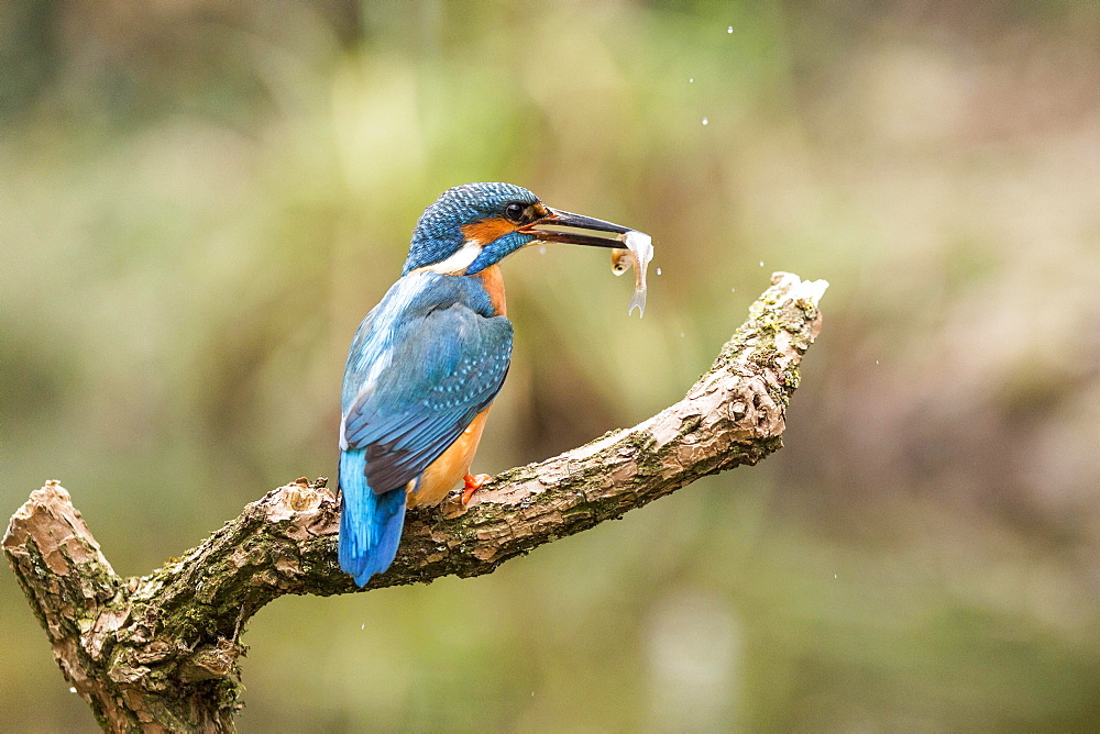 Common kingfisher (Alcedo atthis) sits on branch, fish as prey, North Rhine-Westphalia, Germany, Europe