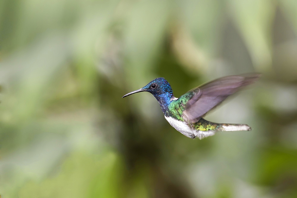 White-necked jacobin (Florisuga mellivora) in flight, Nanegal Mountain Rainforest, Ecuador, South America