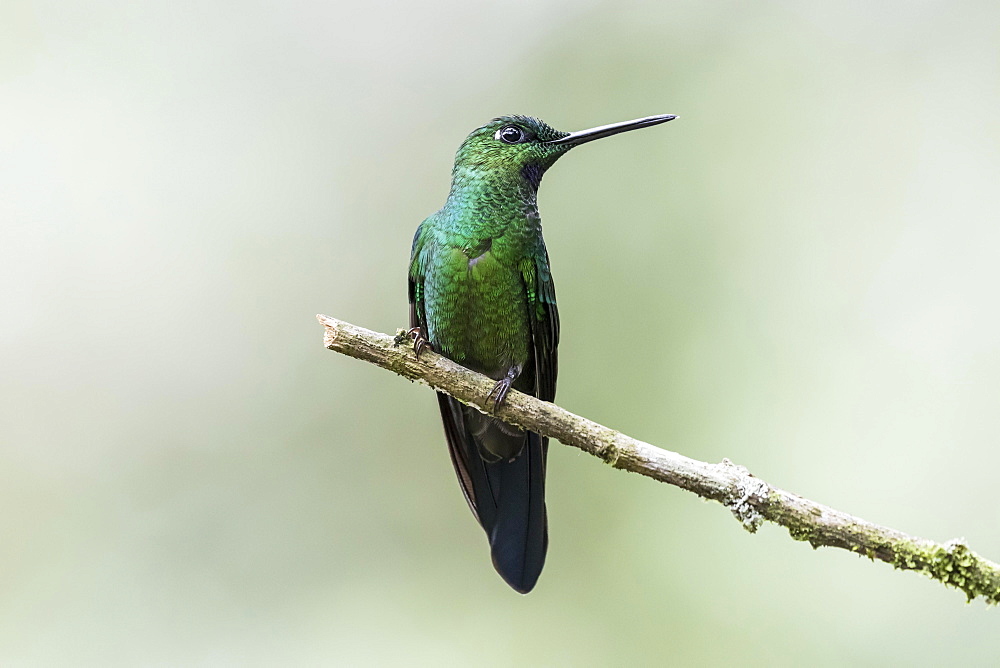 Green-crowned Brilliant (Heliodoxa jacula) sits on a branch, Nanegal Mountain Rainforest, Ecuador, South America