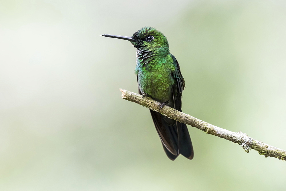 Green-crowned Brilliant (Heliodoxa jacula) sits on a branch, Nanegal Mountain Rainforest, Ecuador, South America