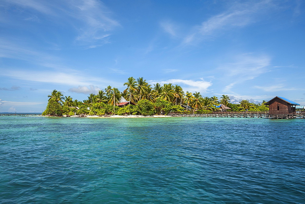 Coconut trees (Cocos nucifera), Arborek Island, Raja-Ampat, Western New Guinea, Indonesia, Asia