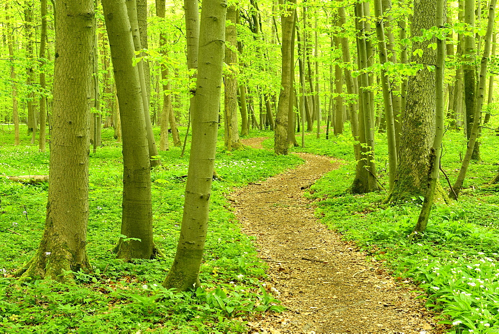 Hiking trail winding through natural beech forest, UNESCO World Natural Heritage, National Park Hainich, Thuringia, Germany, Europe