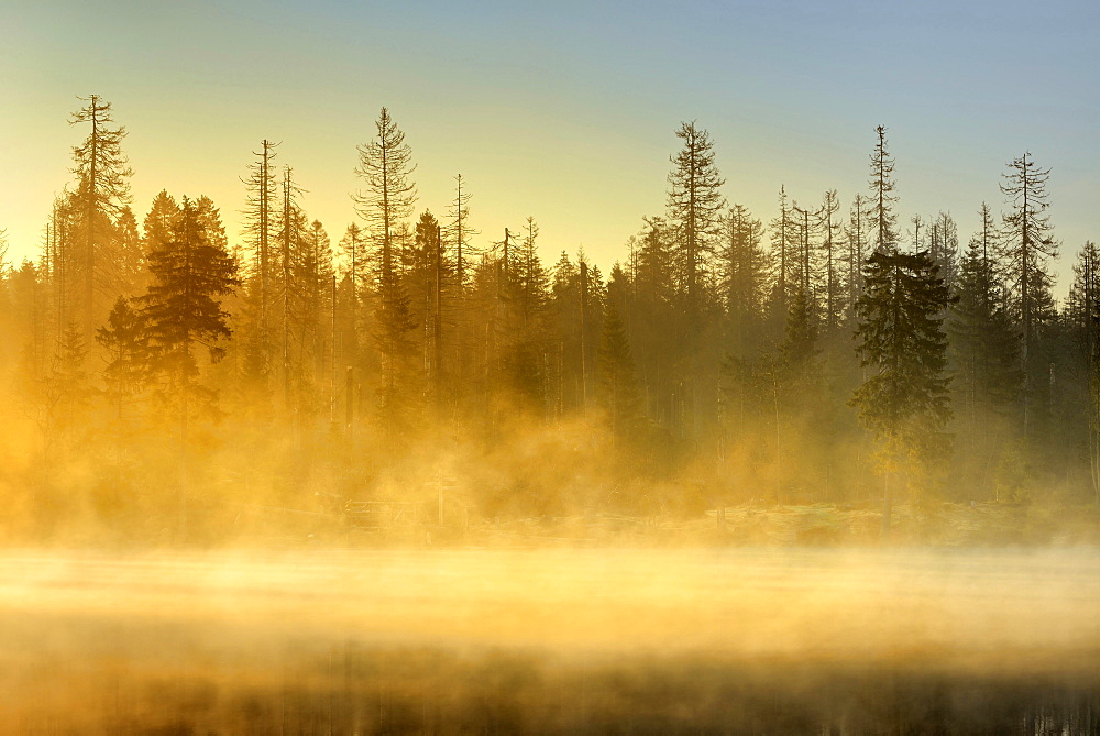 Sunrise at the Oder pond with morning mist, natural forest, spruces partly dead due to bark beetle infestation, Harz National Park, Lower Saxony, Germany, Europe