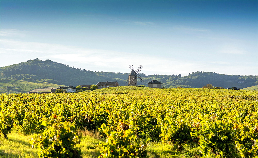 Vineyard, Moulin-a-Vent, Beaujolais wine growing area, Rhone and Saône-et-Loire, France, Europe