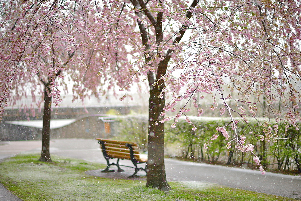 Blossoming Cherry tree (Prunus x subhirtella) during snowfall, Innsbruck, Tyrol, Austria, Europe