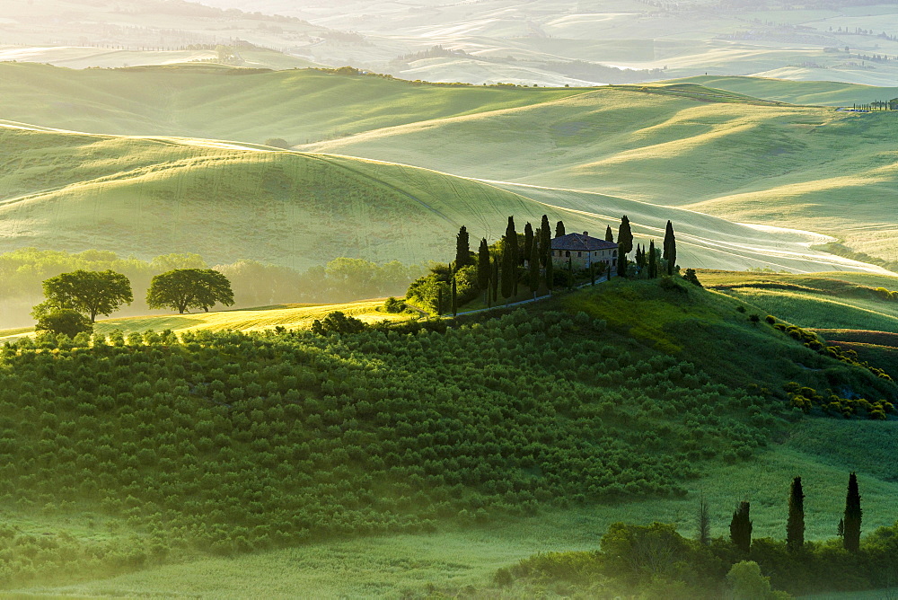 Typical green Tuscan landscape in Val d'Orcia, farm on hill, fields, cypress (Cupressus sp.) trees and morning fog at sunrise, San Quirico d'Orcia, Tuscany, Italy, Europe