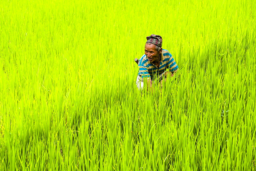 Man is working in green terrace rice fields, Upper Marsyangdi valley, Bahundanda, Lamjung District, Nepal, Asia