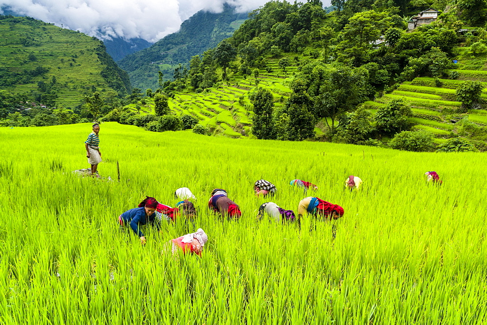 Agricultural landscape, women working in green terrace rice fields, in Upper Marsyangdi valley, Bahundanda, Lamjung District, Nepal, Asia