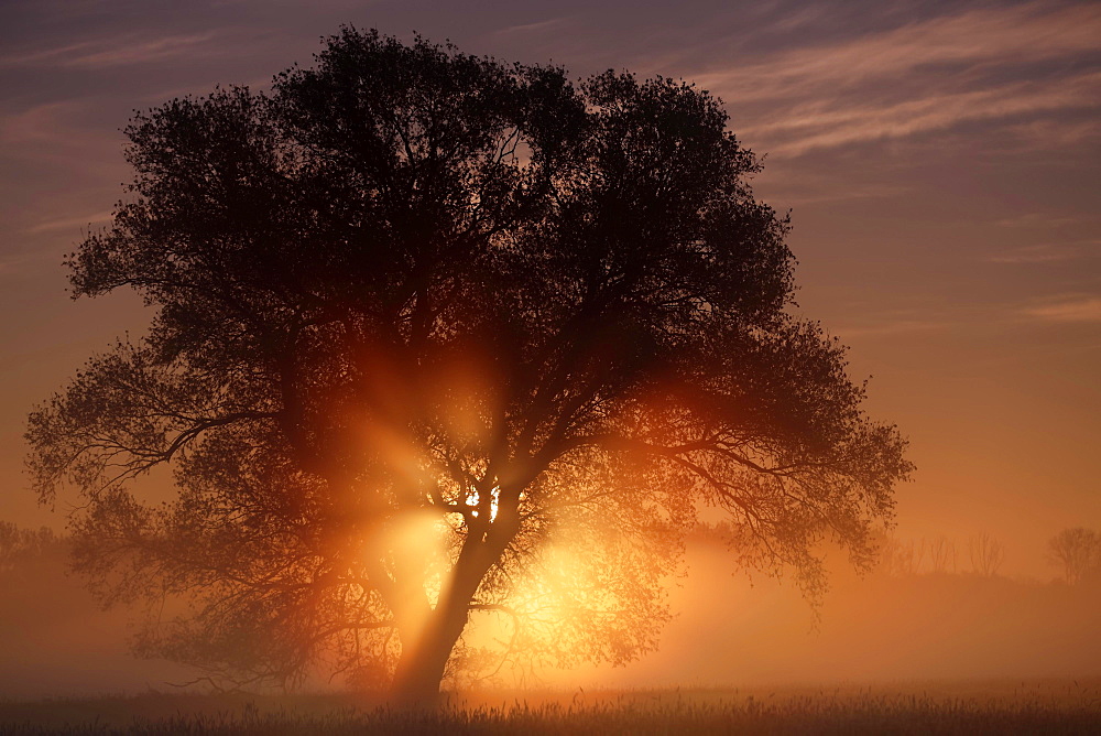 Sunrise in the floodplain, Middle Elbe Biosphere Reserve, Saxony-Anhalt, Germany, Europe