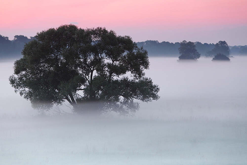 Early morning at sunrise, fog in the floodplains, Middle Elbe Biosphere Reserve, Saxony-Anhalt, Germany, Europe