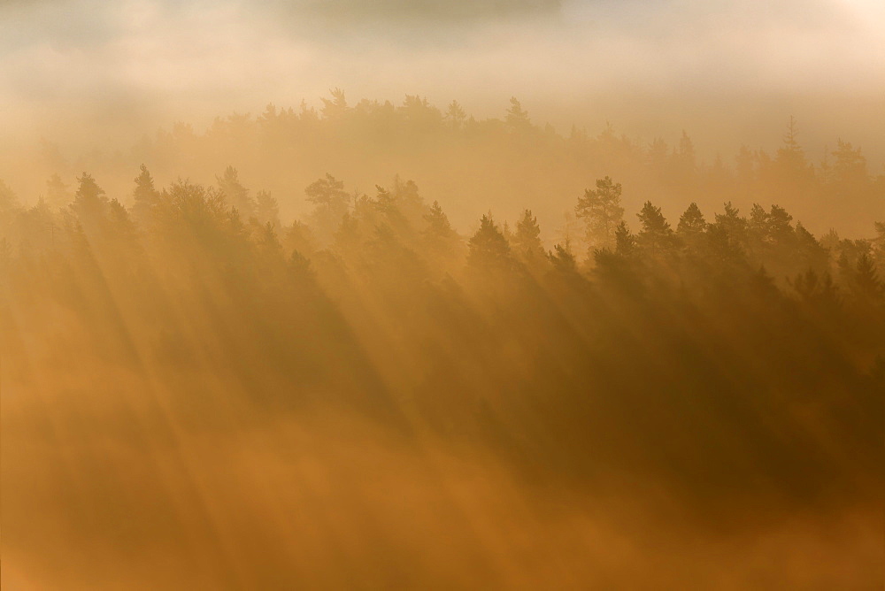 Rays of sunlight in morning fog, Saxon Switzerland National Park, Saxony, Germany, Europe