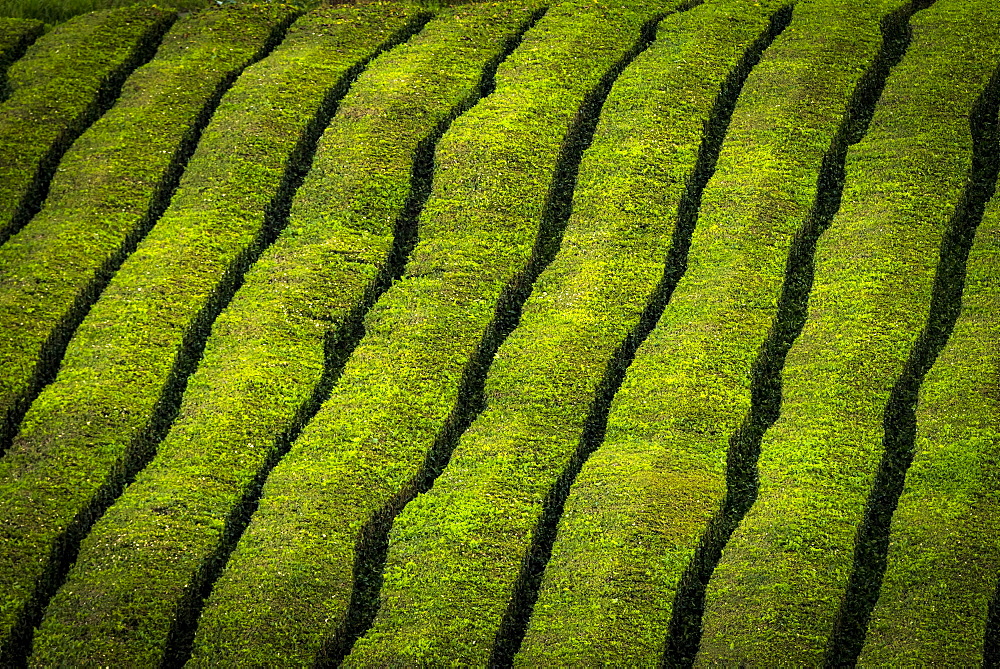 Tea bushes in a row, tea plantation Che Gorreana, near Sao Bras de Alportel, Sao Miguel, Azores, Portugal, Europe