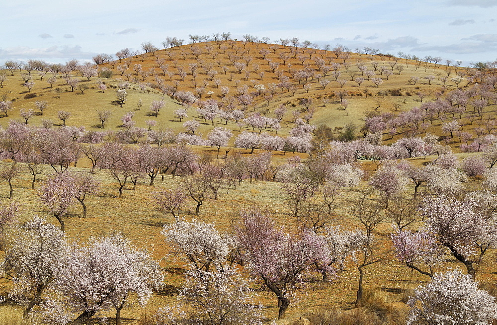 Cultivated Almond trees (Prunus dulcis) in full blossom, Almeria province, Andalusia, Spain, Europe