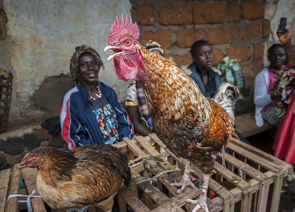 Rooster for sale, market stall, Fundong, Northwest Region, Cameroon, Africa