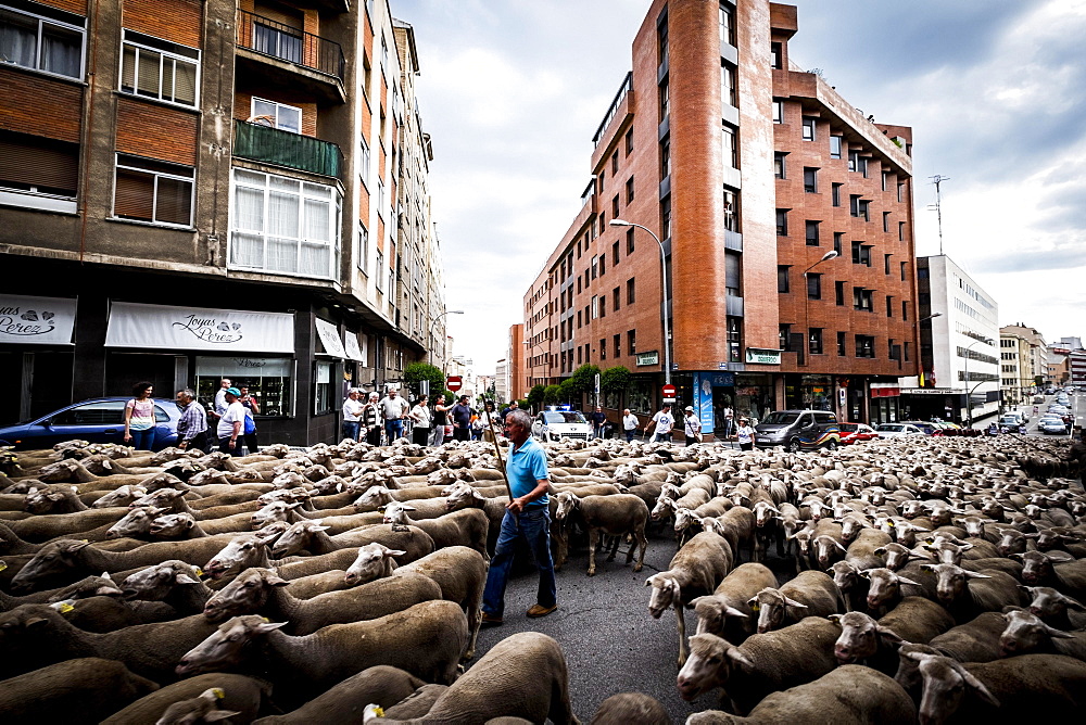 Large flock of sheep transits through the streets of the city of Soria during the transhumance, Castilla y Leon, Spain, Europe