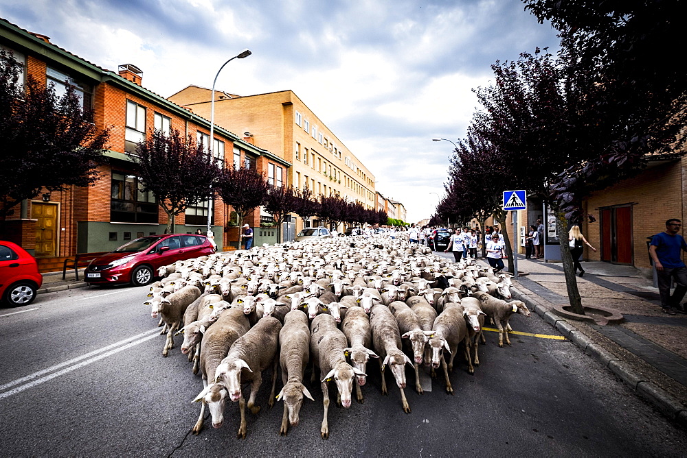 Large flock of sheep transits through the streets of the city of Soria during the transhumance, Castilla y Leon, Spain, Europe