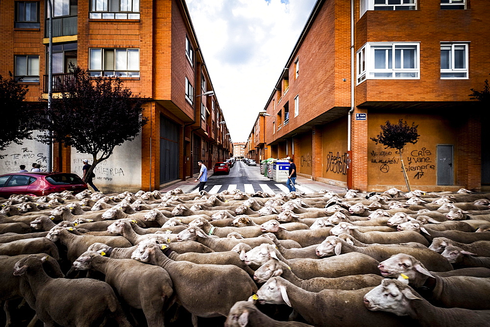 Large flock of sheep transits through the streets of the city of Soria during the transhumance, Castilla y Leon, Spain, Europe