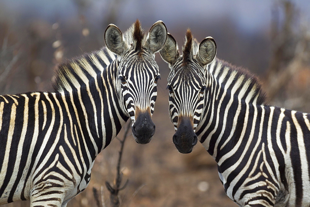 Two Burchell's Zebras (Equus quagga burchelli), Kruger National Park, South Africa, Africa