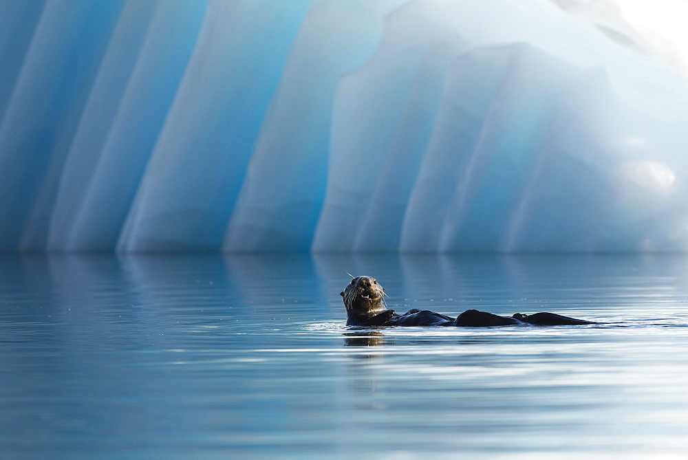 Sea Otter (Enhydra lutris) in front of an iceberg, College Fjord, Prince William Sound, Alaska