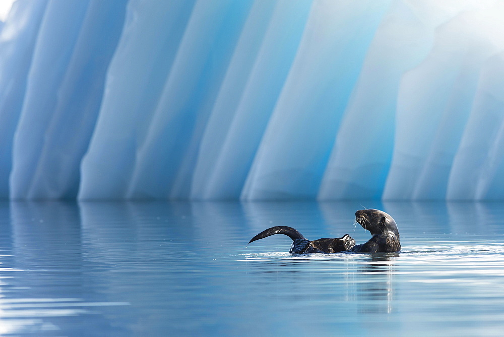 Sea Otter (Enhydra lutris) in front of an iceberg, College Fjord, Prince William Sound, Alaska