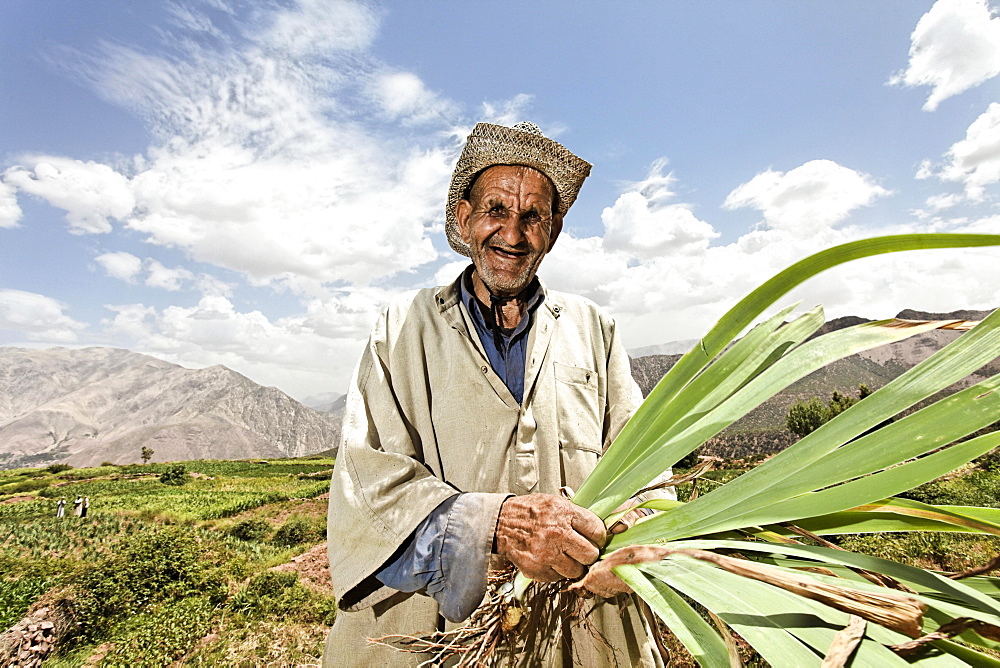 An elderly resident of the village of Iwasoudane harvesting the rhizomes of organically grown Irises (Iris germanica) for natural cosmetics in Europe, Ait Inzel Gebel Region, Atlas Mountains, Morocco, Africa