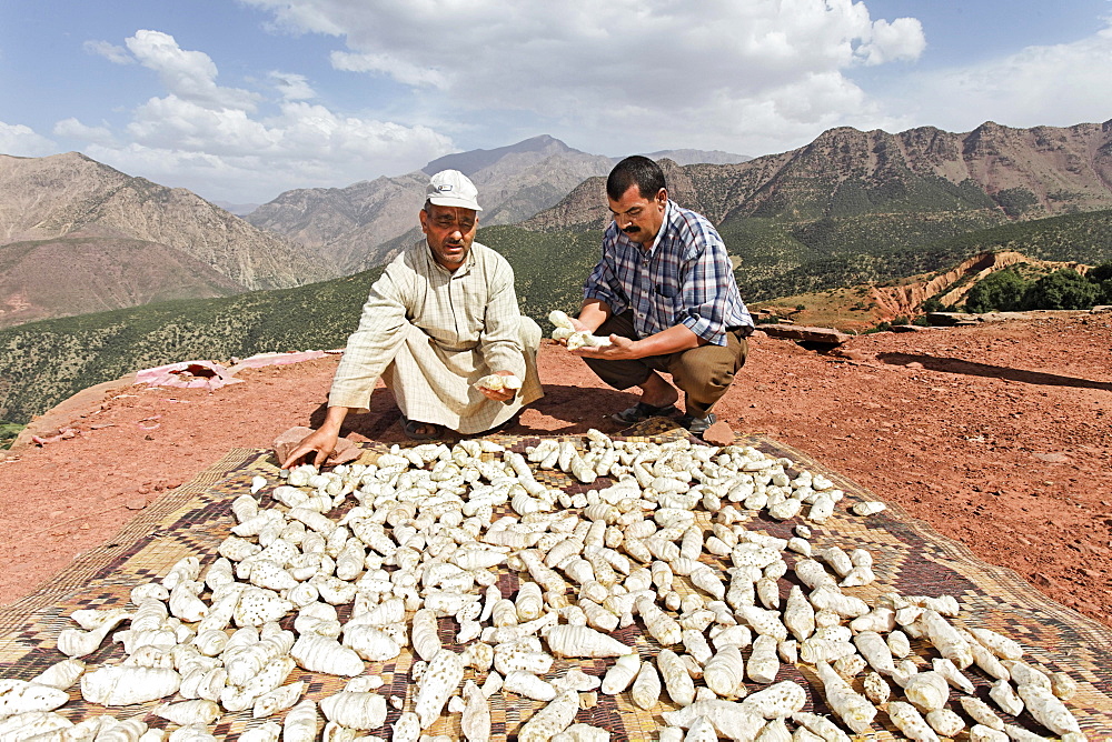 Mohammed El Malaoui checking the quality of the dried rhizomes of organically cultivated Irises (Iris germanica), which are stored on the roof of the mud house of Hassan Bouship, the chief of the village of Iwasoudane, for natural cosmetics in Europe, Ait Inzel Gebel Region, Atlas Mountains, Morocco, Africa