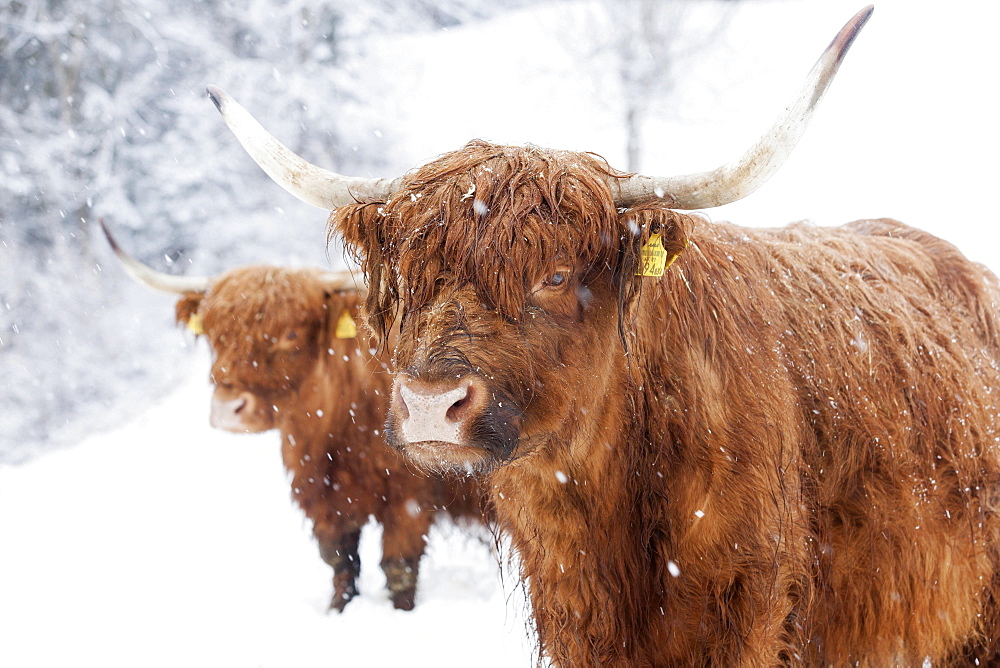 Scottish Highland cattle in snow, Brandenberg, Tyrol, Austria, Europe