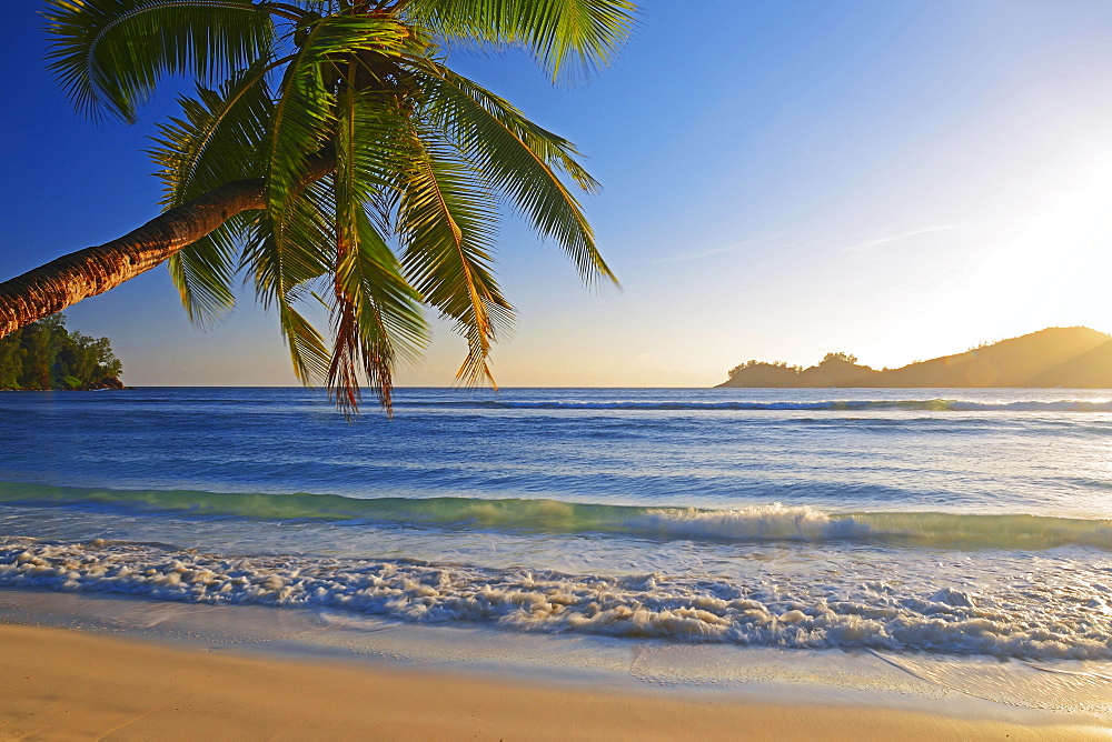 Coconut tree overhanging, in the beautiful bay of Baie Lazare, evening light, Mahe Island, West Coast, Seychelles, Africa