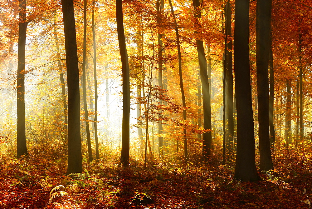 Beech (Fagus sp.) forest in autumn, sun rays shining through trees, Ziegelrodaer Forst, Saxony-Anhalt, Germany, Europe