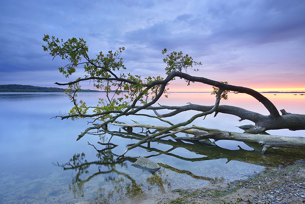 Trunk of an oak tree lying in water, Bay of Greifswald, at back Vilm, sunset, near Putbus, Rugen, Mecklenburg-Western Pomerania, Germany, Europe