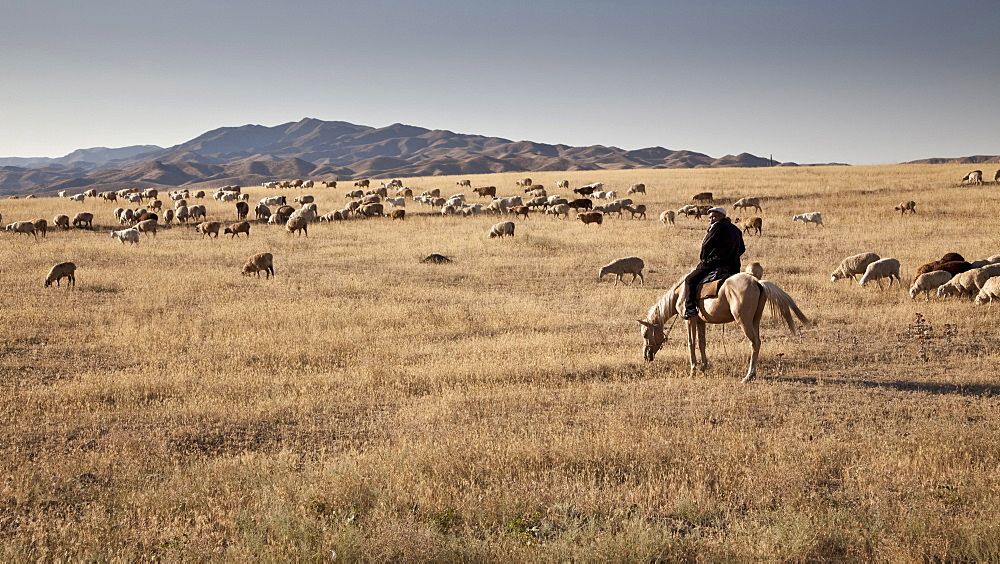 Kazakh man, shepherd on horseback, with his flock of sheep, hills and steppe landscape, near Almaty, Kazakhstan, Asia