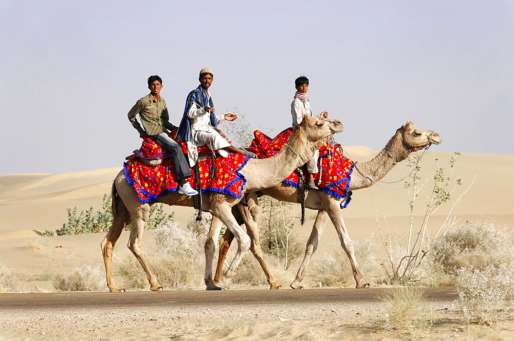 Camel riders travelling in the Thar Desert, Sam, near Jaisalmer, Rajasthan, India, Asia