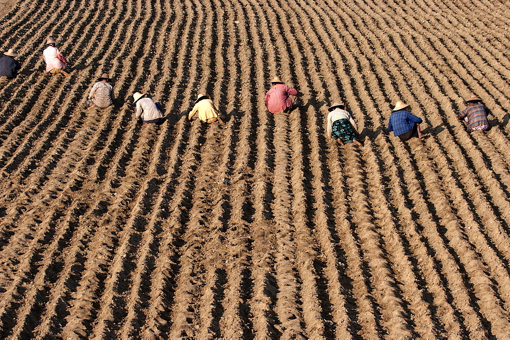 Women working on a field near Mandalay, Myanmar, Asia