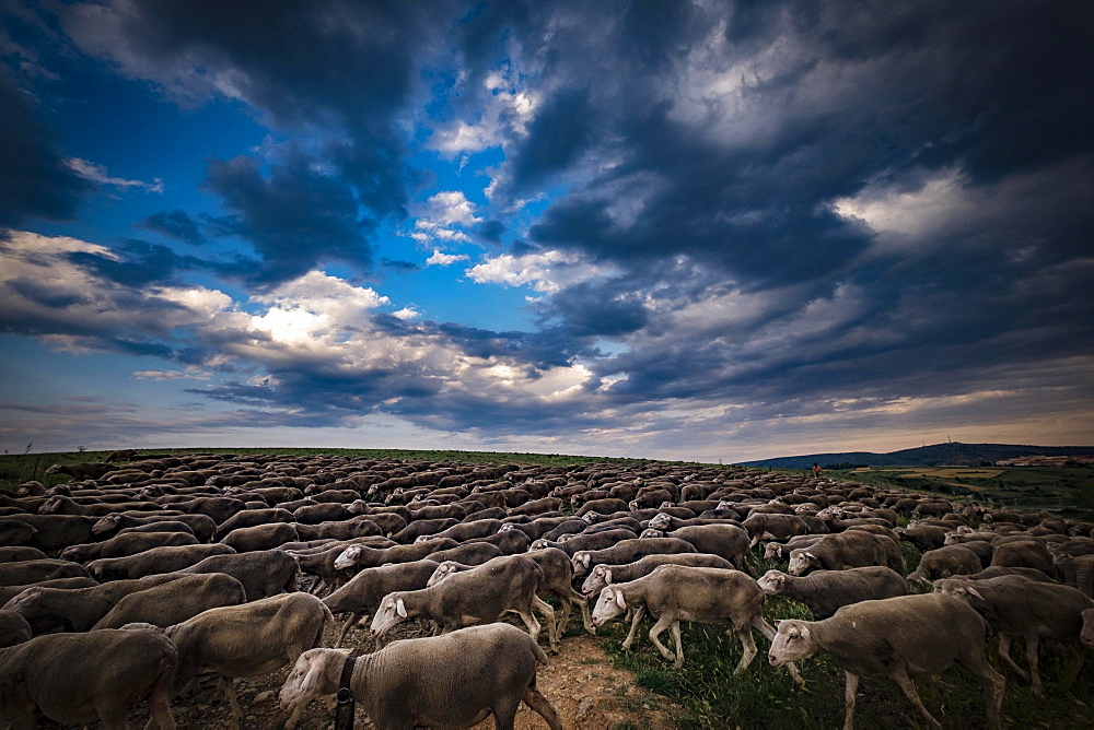 Large flock of sheep during the transhumance, region of Soria, Castilla y Leon, Spain, Europe