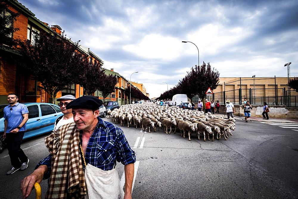 Large flock of sheep transits through the streets during the transhumance routes, city of Soria, Spain, Europe