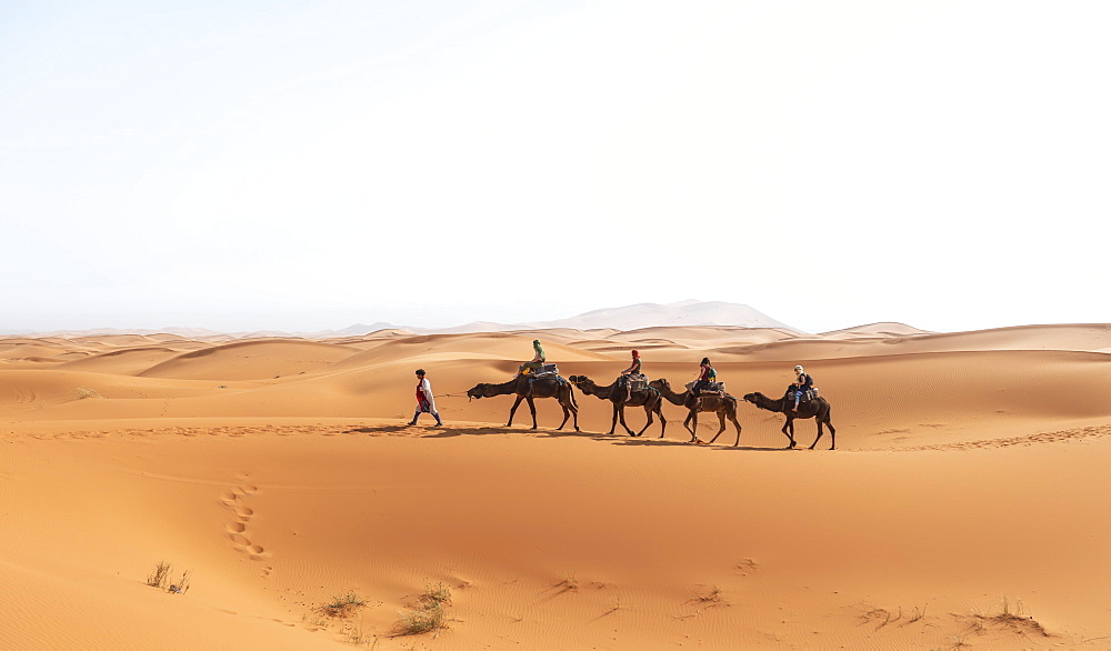 Caravan with dromedaries (Camelus dromedarius), sand dunes in the desert, Erg Chebbi, Merzouga, Sahara, Morocco, Africa