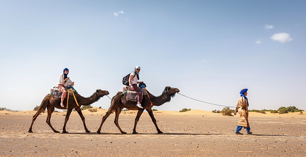 Caravan with dromedaries (Camelus dromedarius), sand dunes in the desert, Erg Chebbi, Merzouga, Sahara, Morocco, Africa